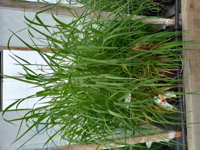 Click for 3 image(s) for this accession.